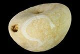 Eocene Sea Biscuit (Echinolampas) Fossil - North Carolina #147148-1